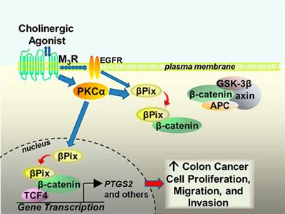 Guanine nucleotide exchange factors and colon neoplasia